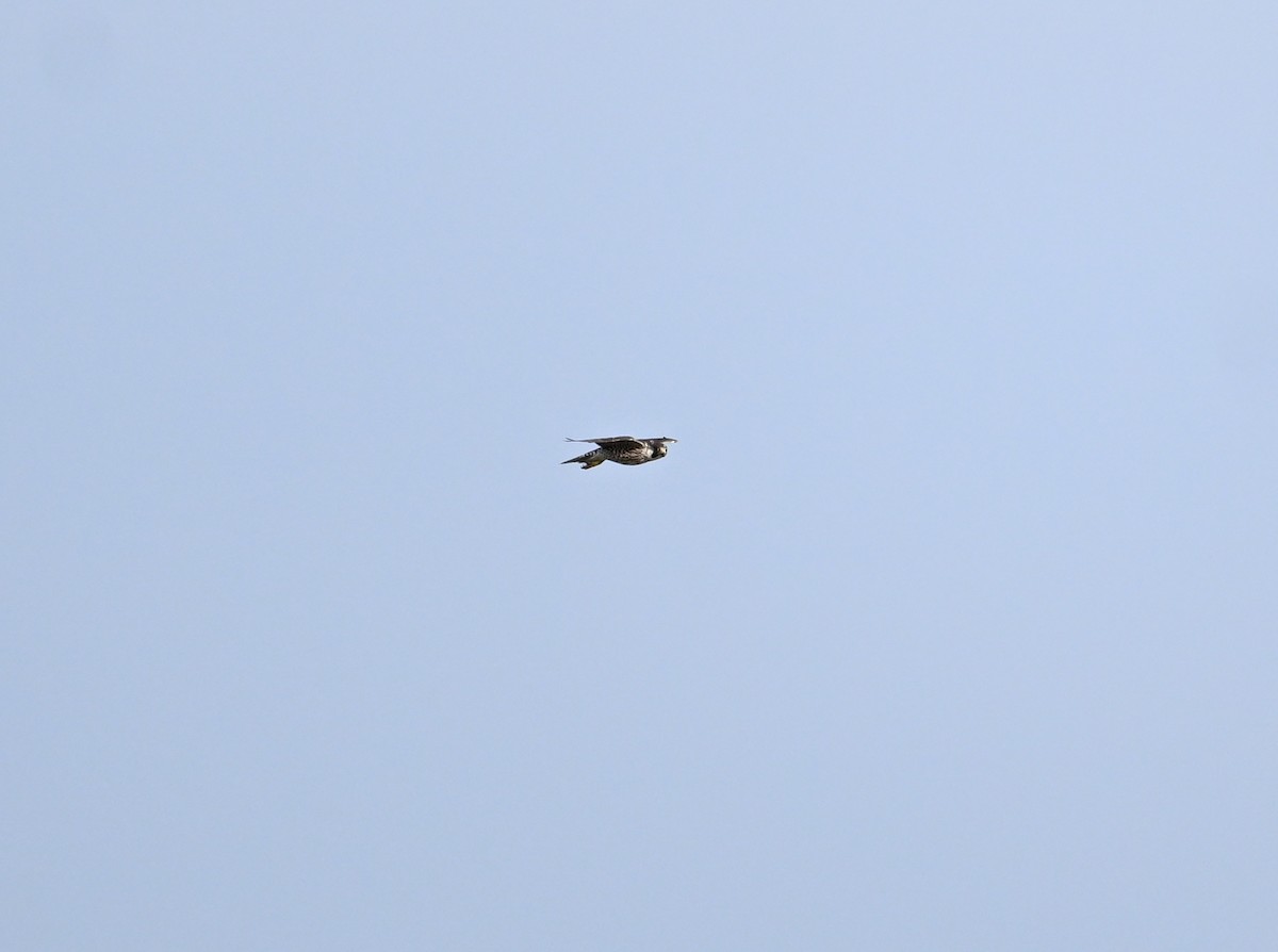 Peregrine Falcon (Eurasian) - ML659708539