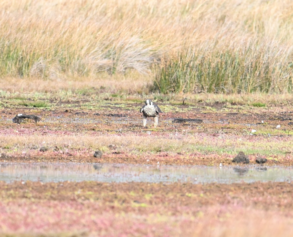 Peregrine Falcon (Eurasian) - ML659708540