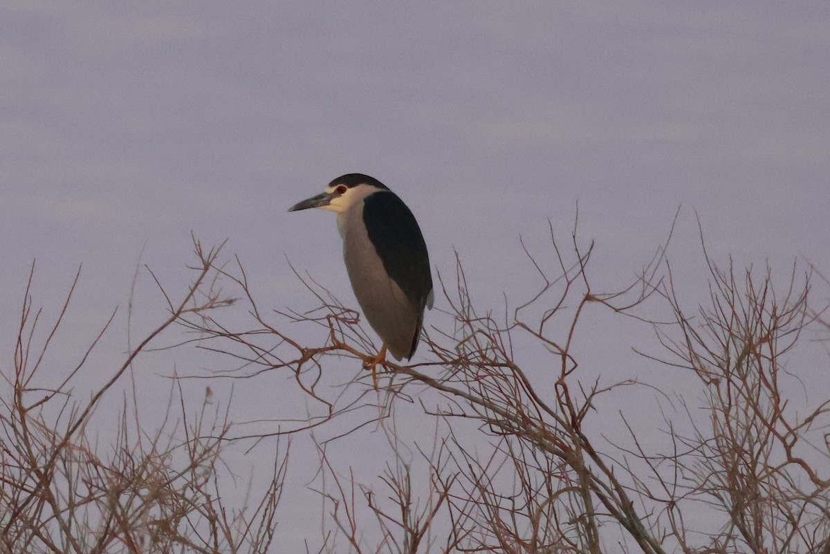 Black-crowned Night Heron - ML659708754