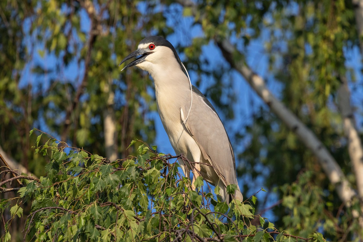 Black-crowned Night Heron - ML659708996