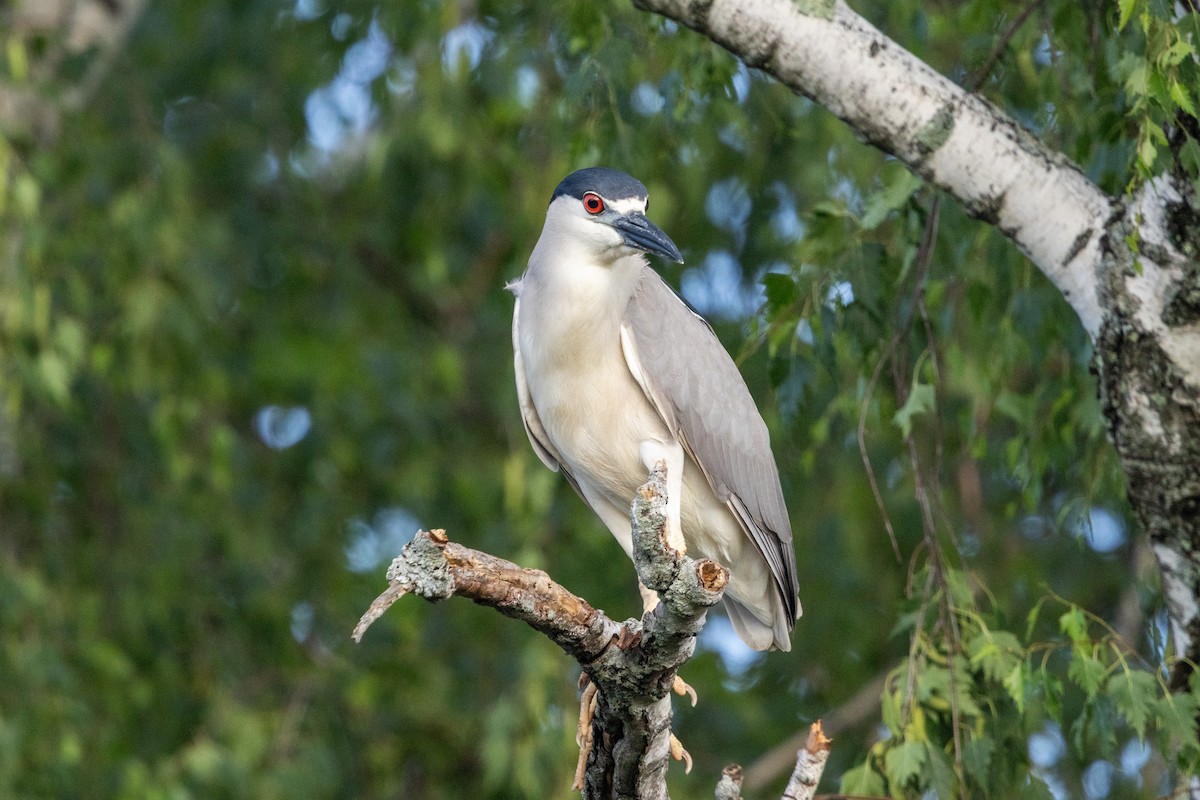 Black-crowned Night Heron - ML659709019