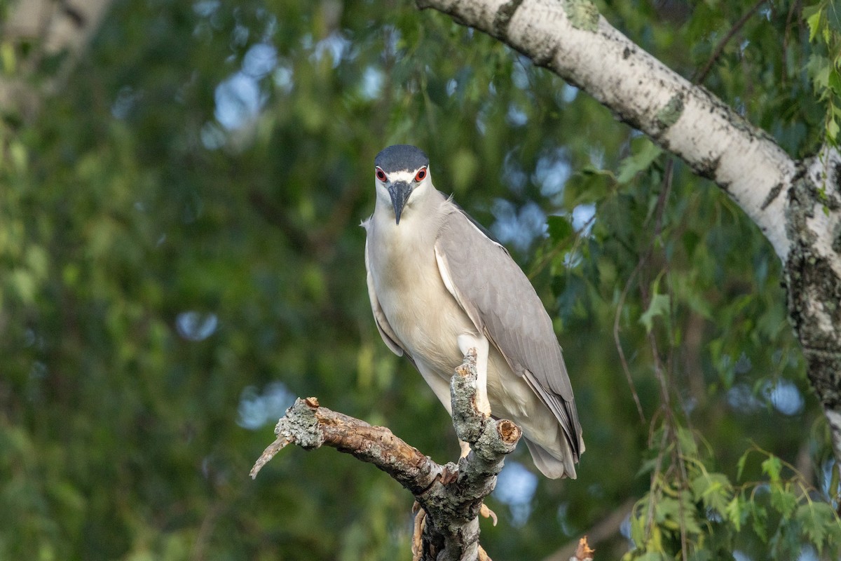 Black-crowned Night Heron - ML659709022