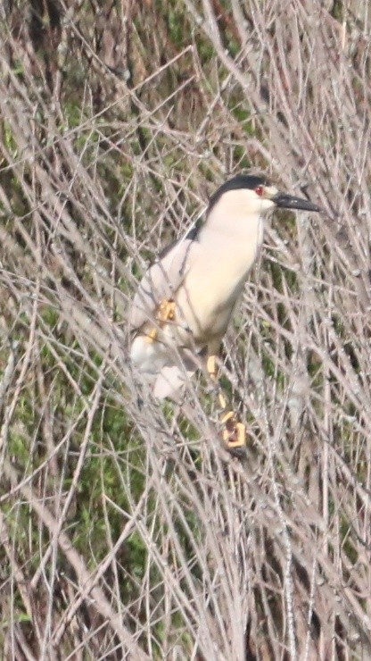 Black-crowned Night Heron - ML659709129