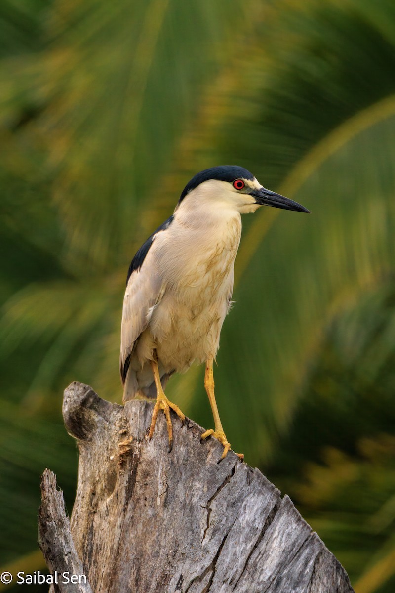 Black-crowned Night Heron - ML659709275