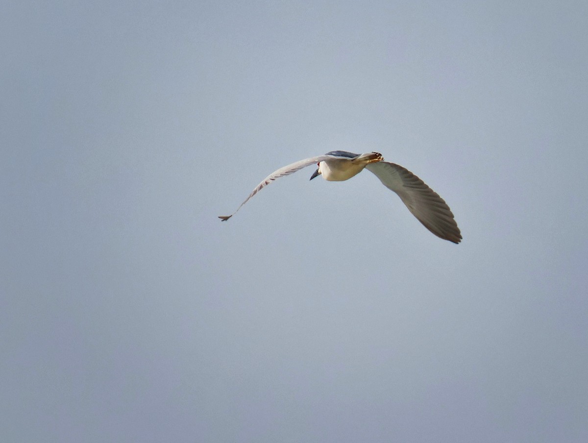 Black-crowned Night Heron - ML659709869