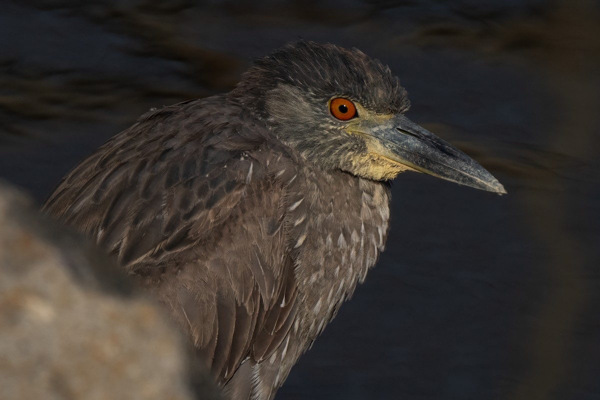 Black-crowned Night Heron - ML659710032
