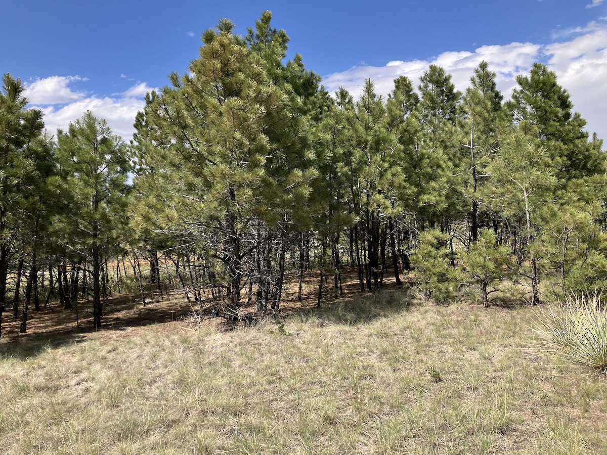 null - ML659710474