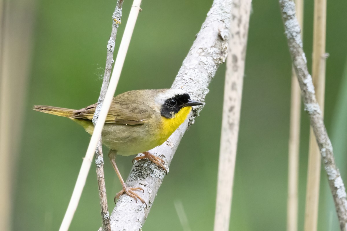Common Yellowthroat - ML659710489