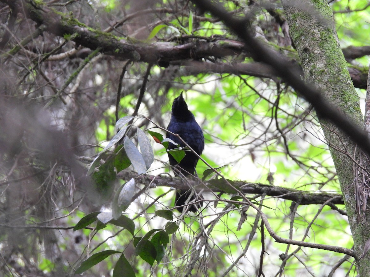 Groove-billed Ani - ML659710518