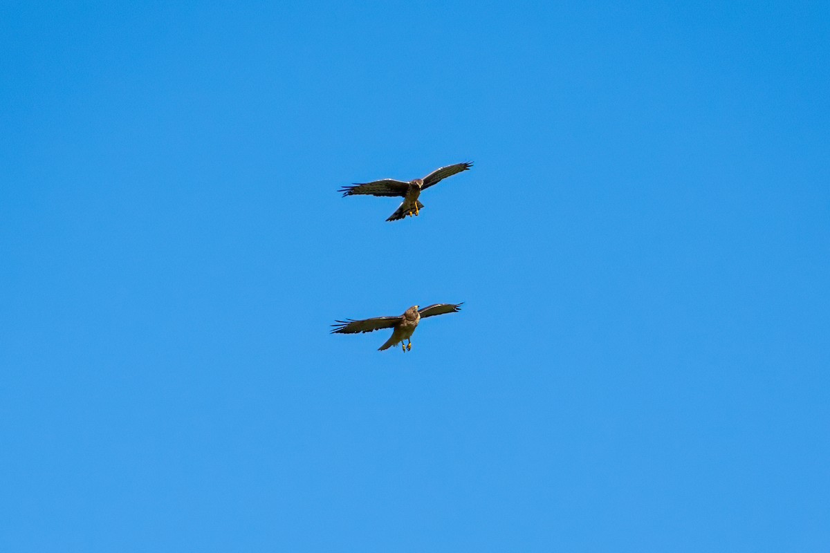 Red-tailed Hawk - ML659710527