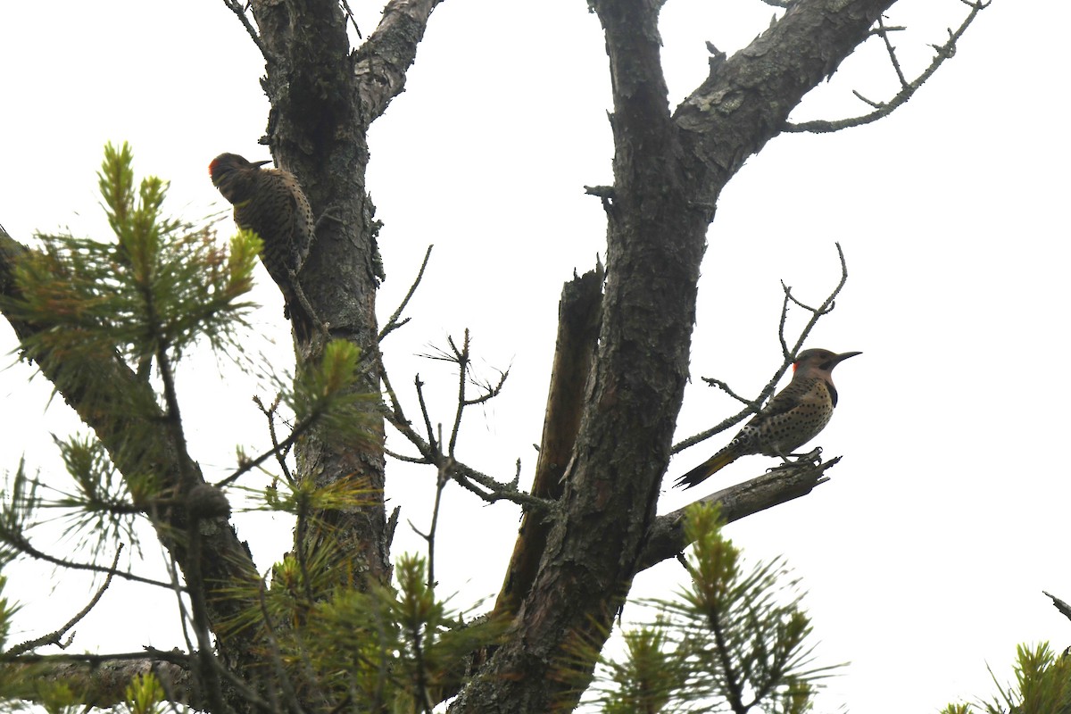 Northern Flicker - ML659710529