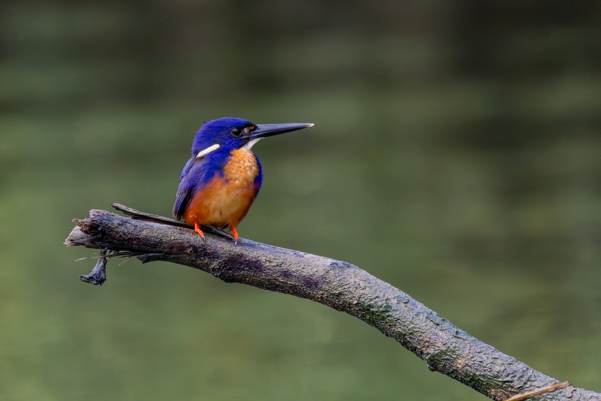Azure Kingfisher - ML659710530