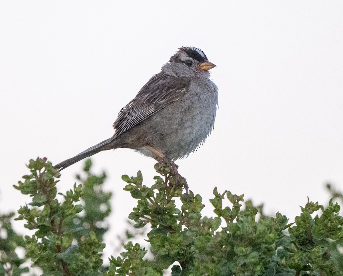 White-crowned Sparrow - ML659710535