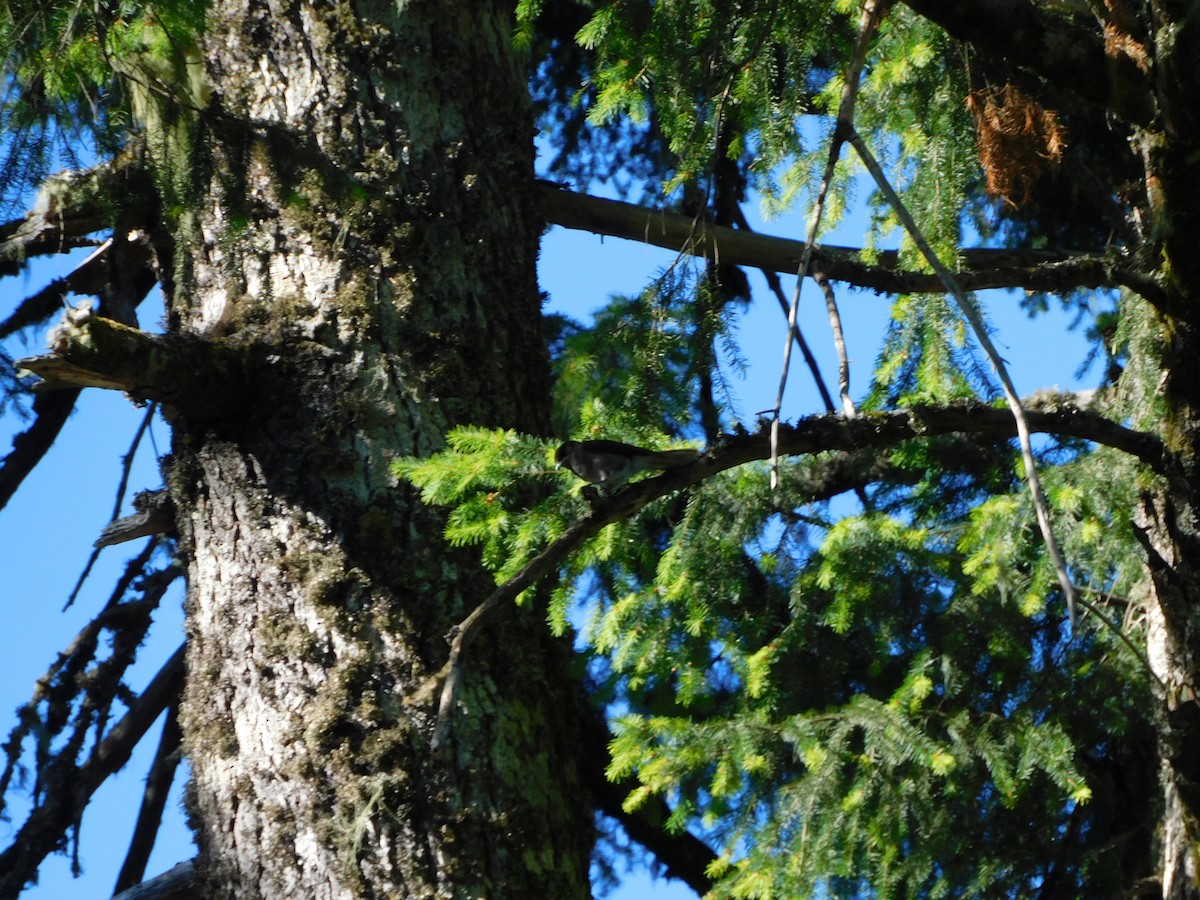 Canada Jay - ML659710536