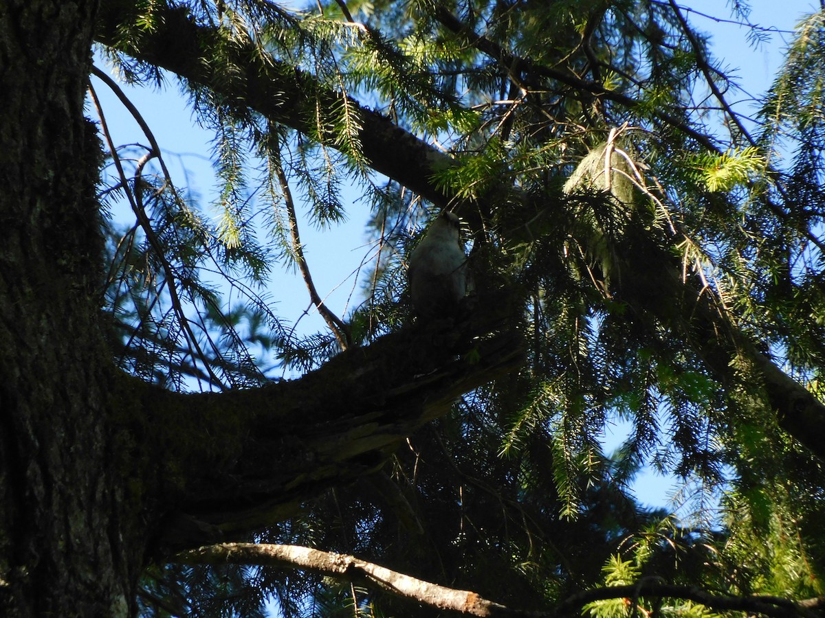 Canada Jay - ML659710537