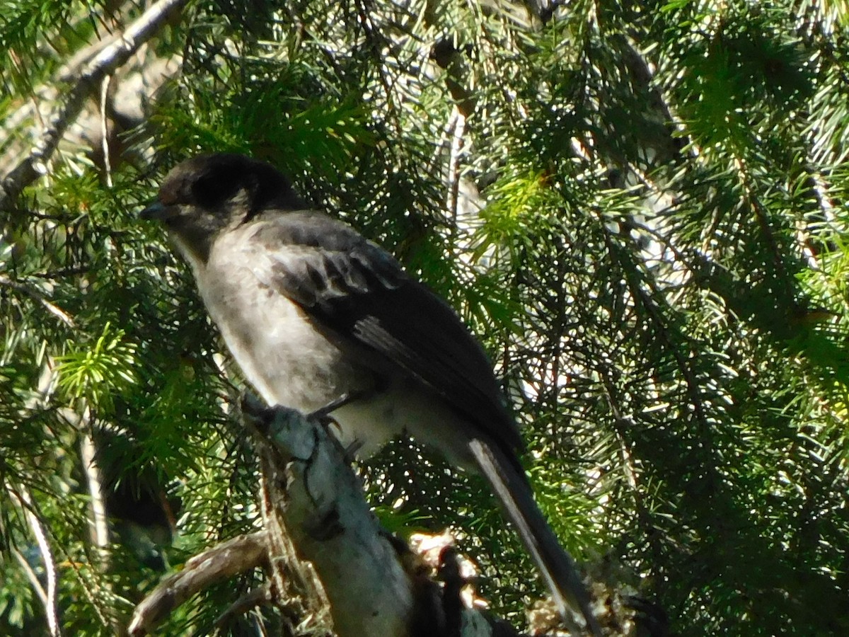 Canada Jay - ML659710538