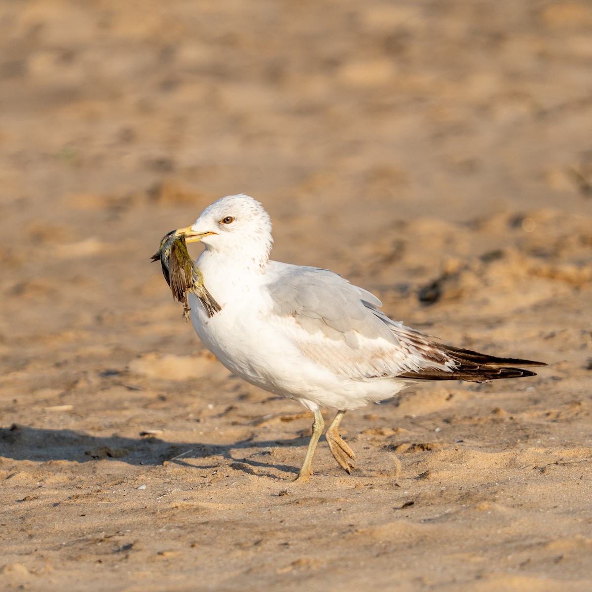 Ring-billed Gull - ML659710539
