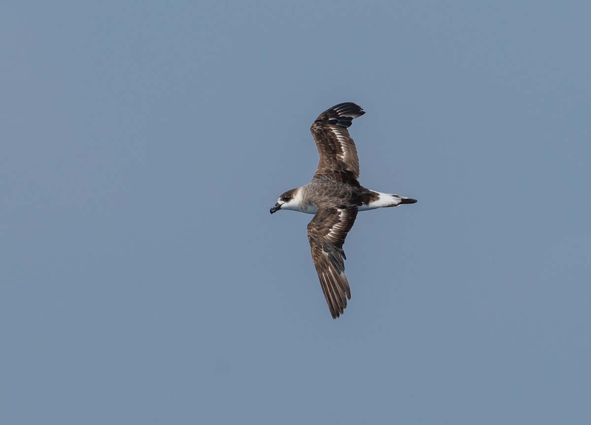 Black-capped Petrel - ML659710545