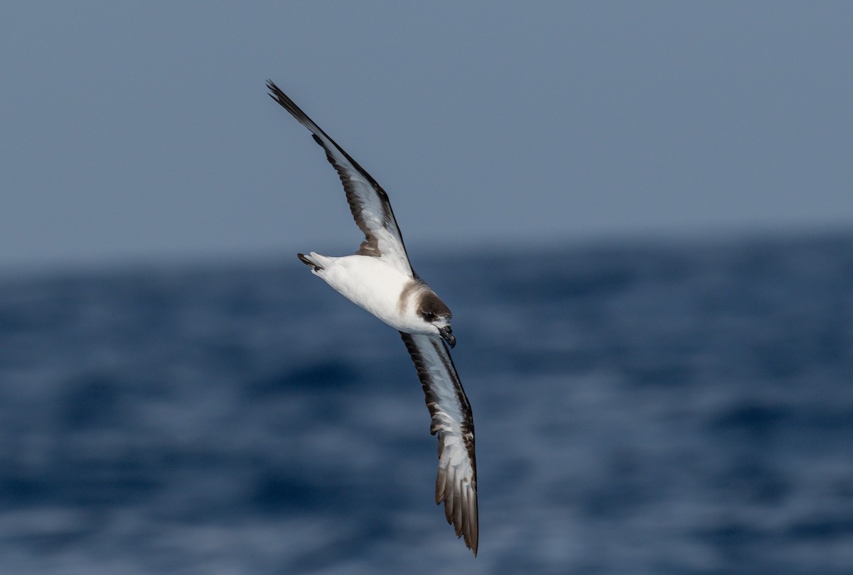 Black-capped Petrel - ML659710546