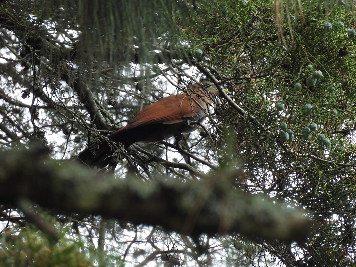 Common Squirrel-Cuckoo - ML659710549