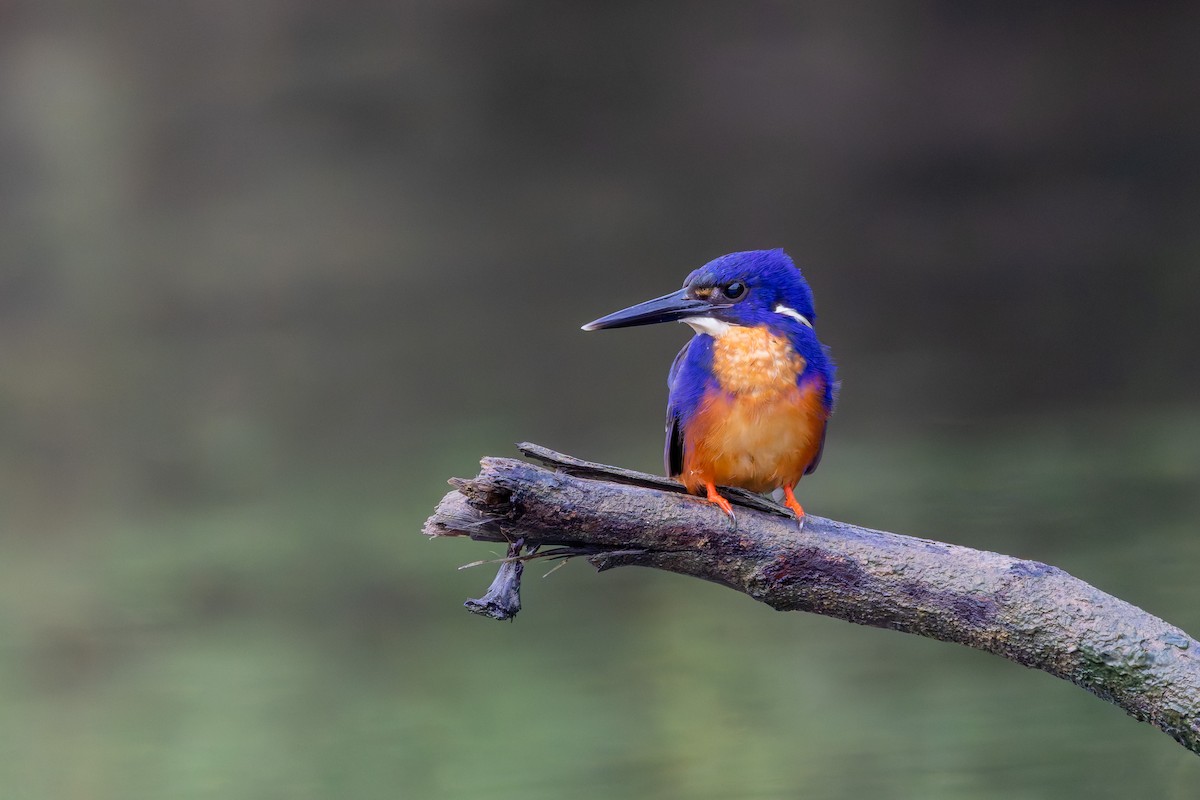 Azure Kingfisher - ML659710550