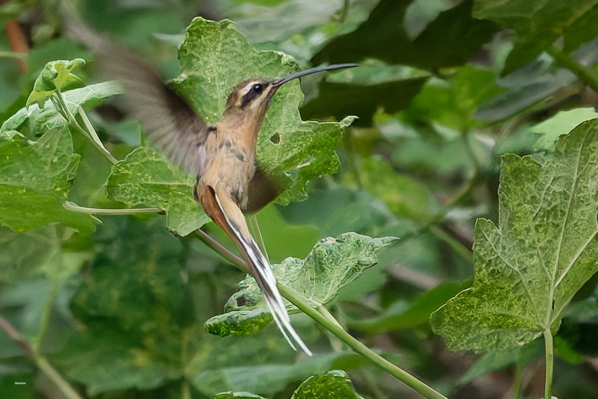 Planalto Hermit - ML659710552