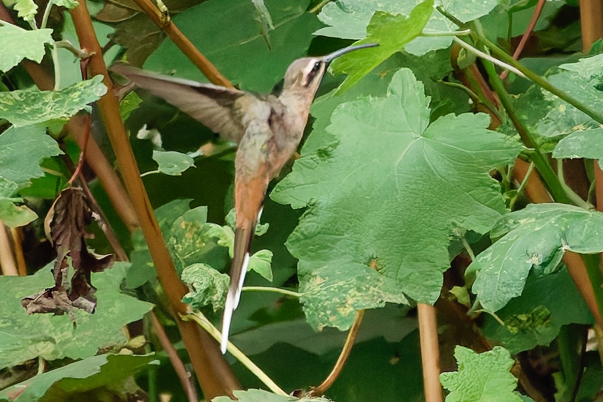 Planalto Hermit - ML659710553