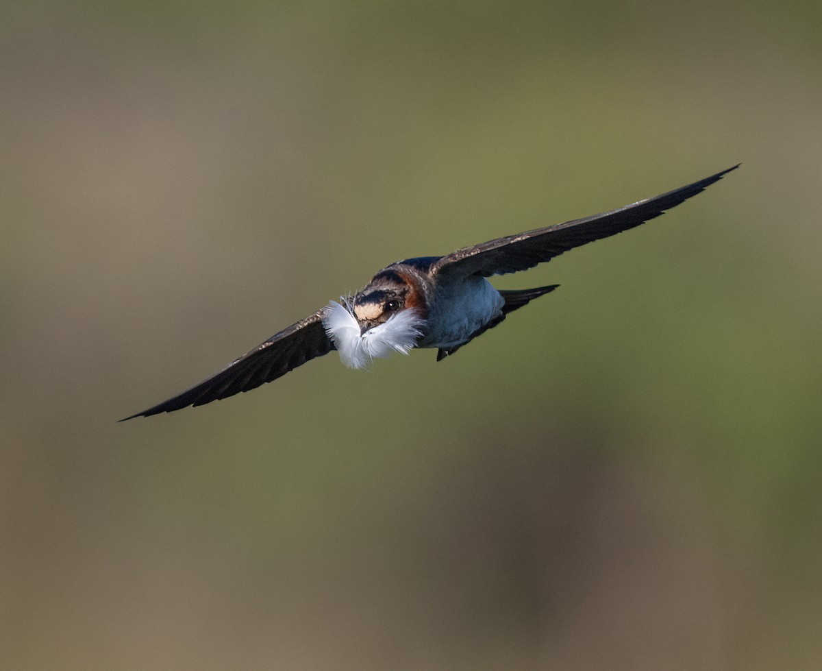 Cliff Swallow - ML659710554