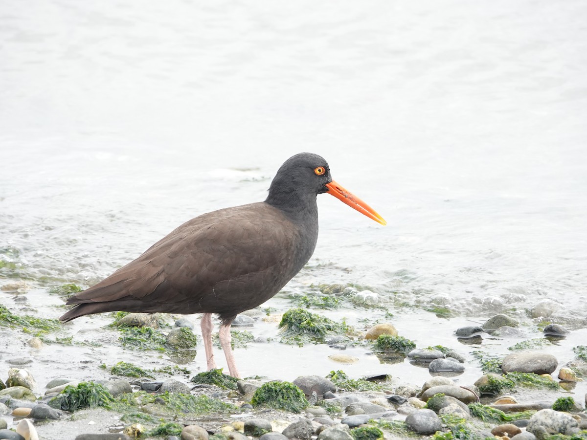 Black Oystercatcher - ML659710555