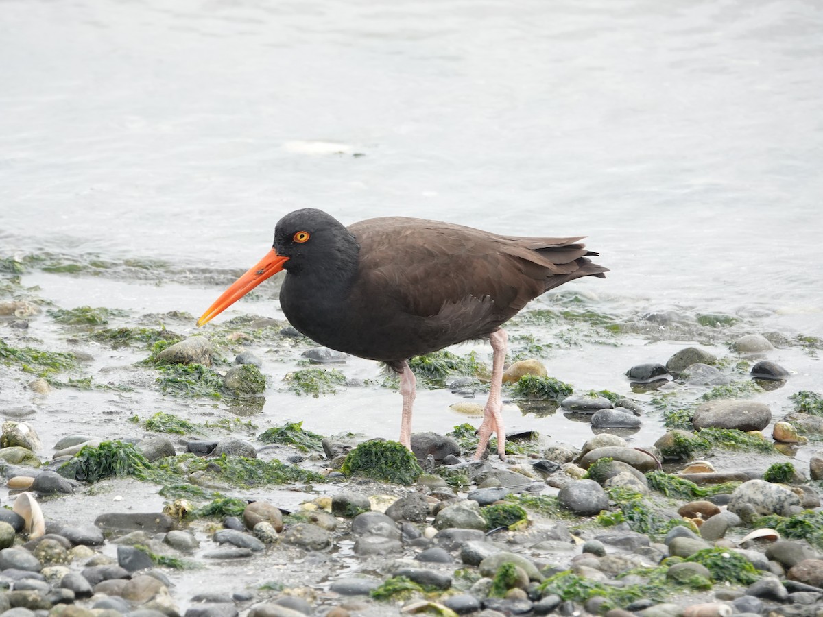Black Oystercatcher - ML659710556