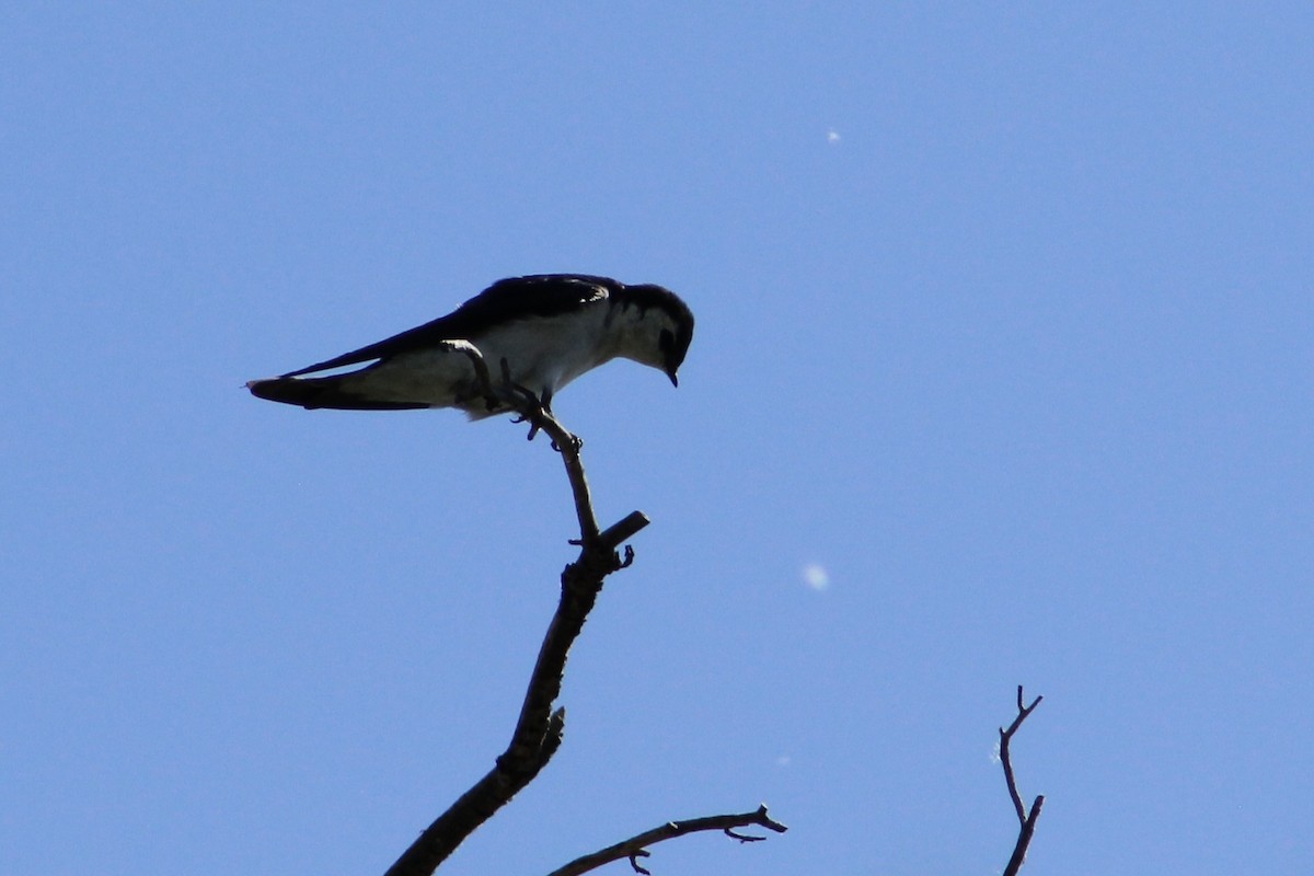 Tree Swallow - ML659710564