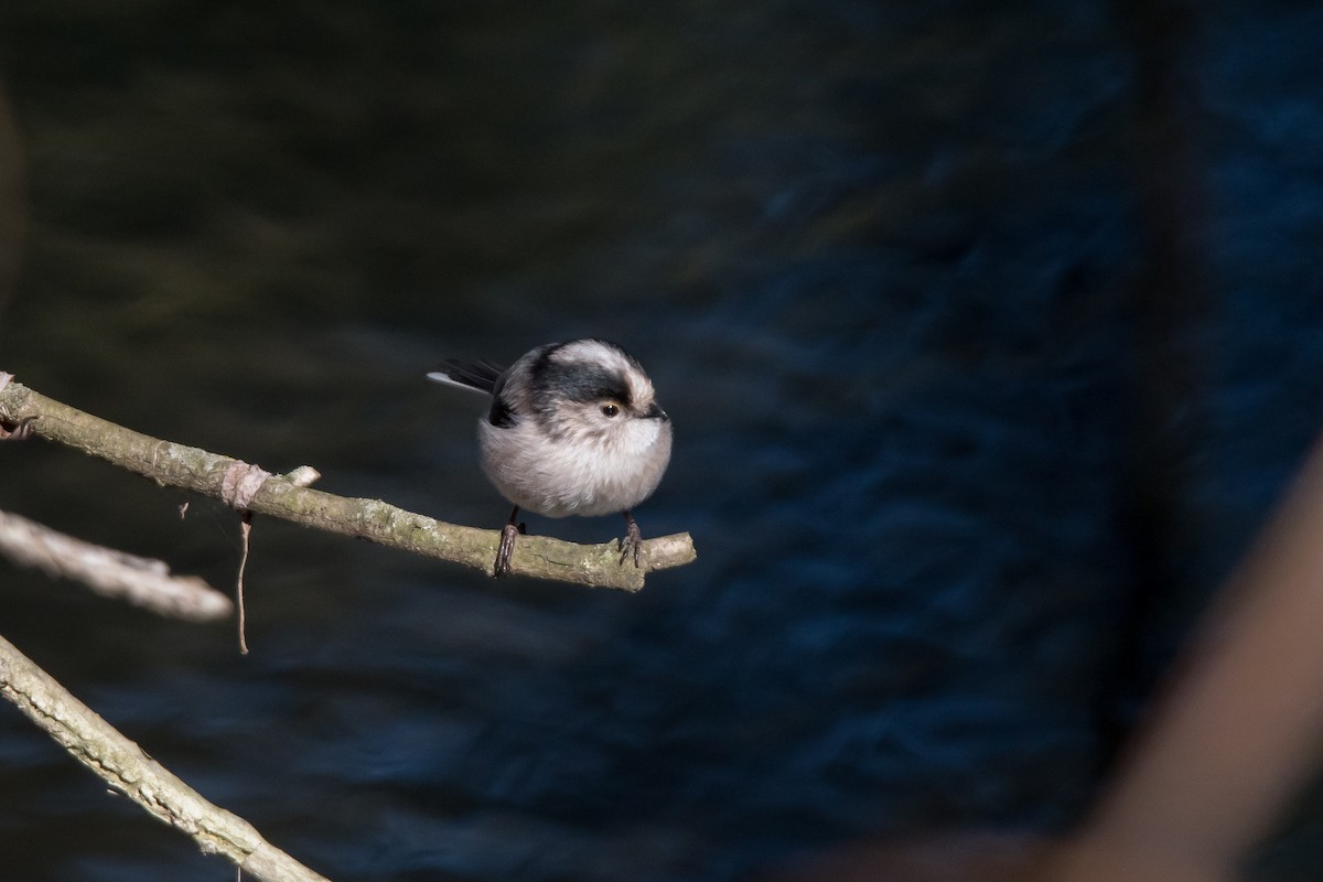 Long-tailed Tit (europaeus Group) - ML659710567