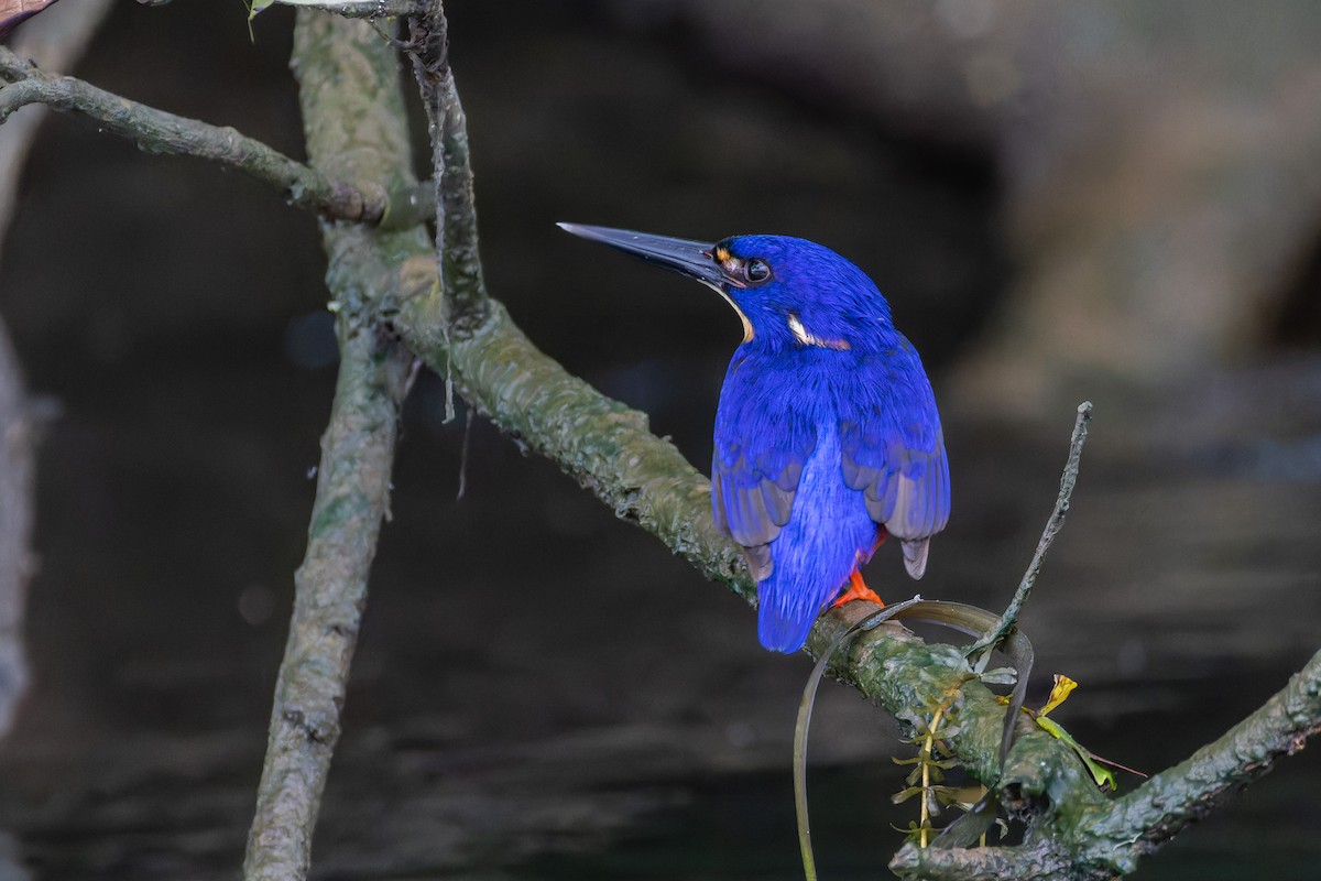 Azure Kingfisher - ML659710568
