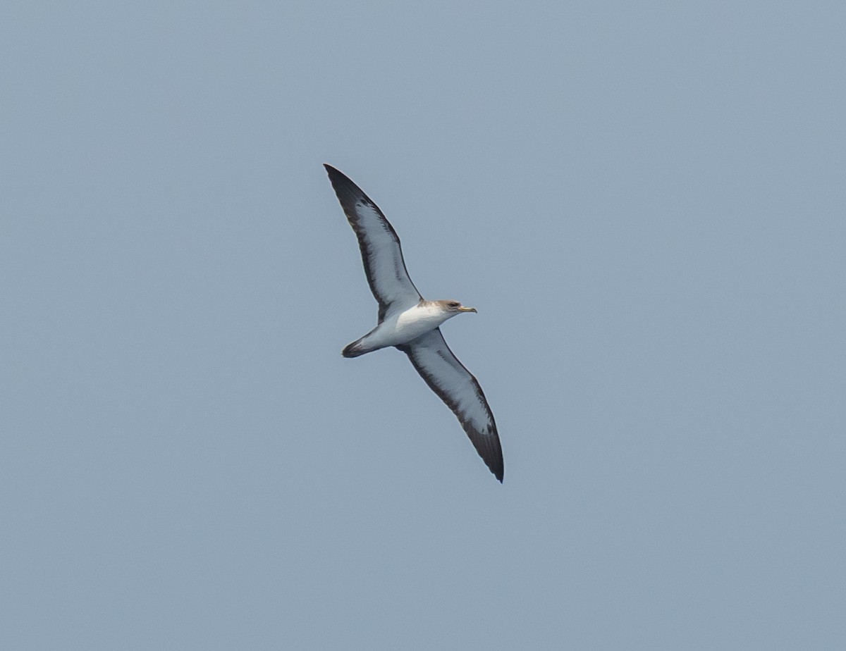 Cory's Shearwater - ML659710569