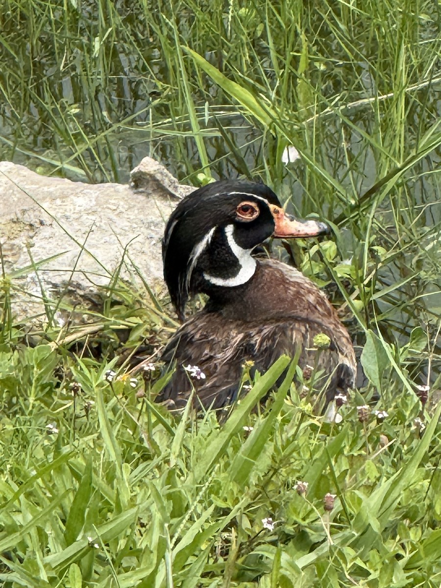 Wood Duck - ML659710635