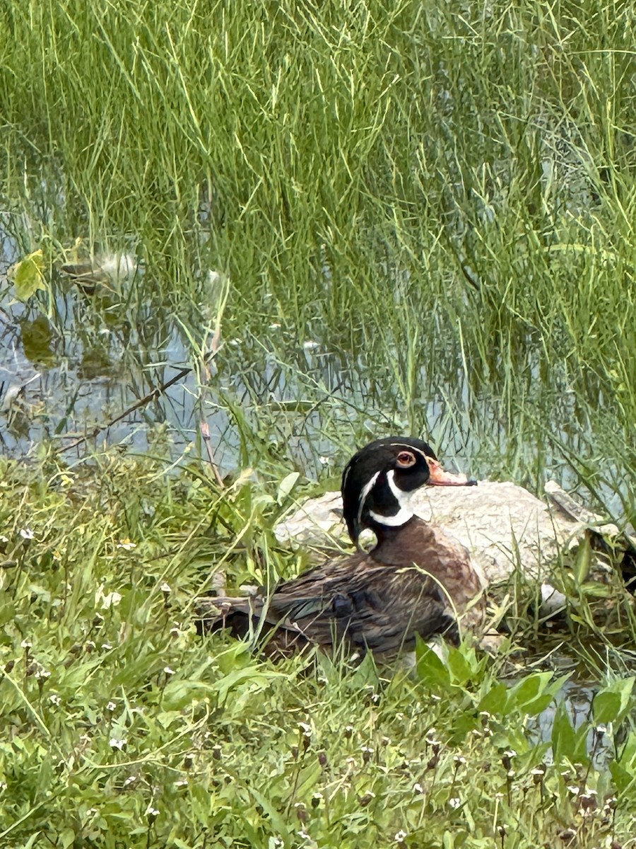 Wood Duck - ML659710636