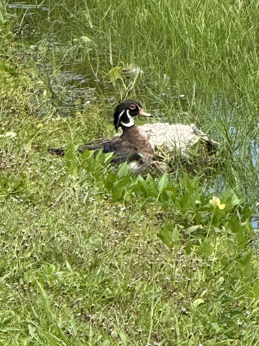 Wood Duck - ML659710637