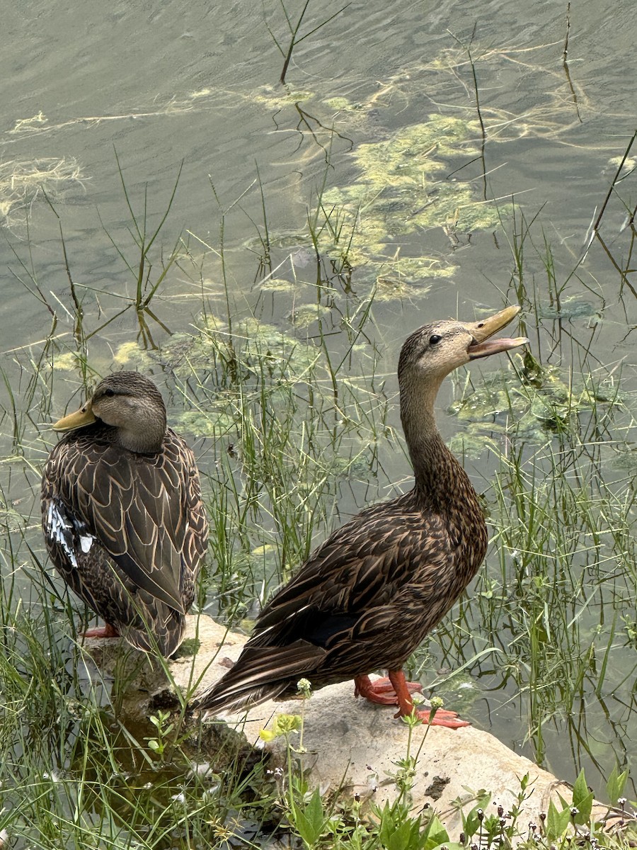 Mottled Duck - ML659710653