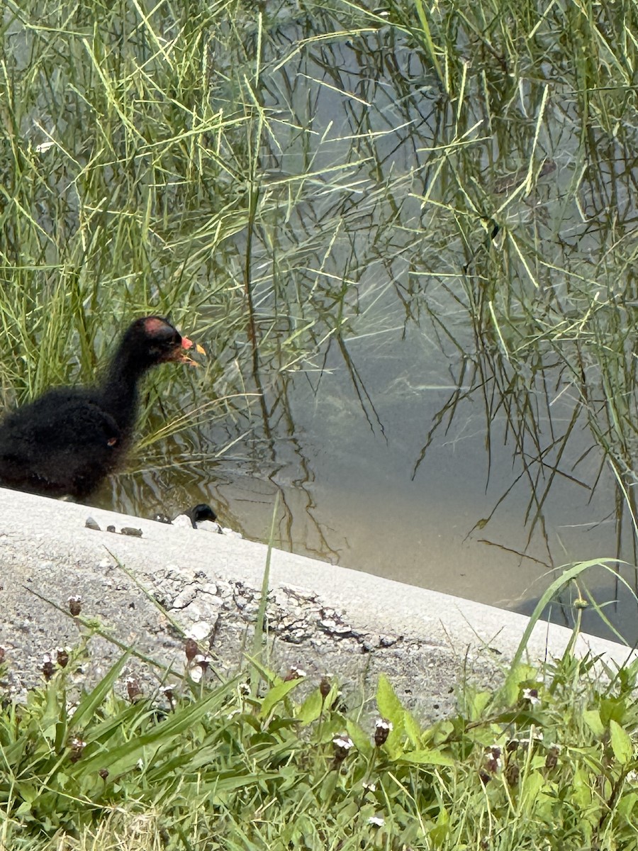 Common Gallinule - ML659710659