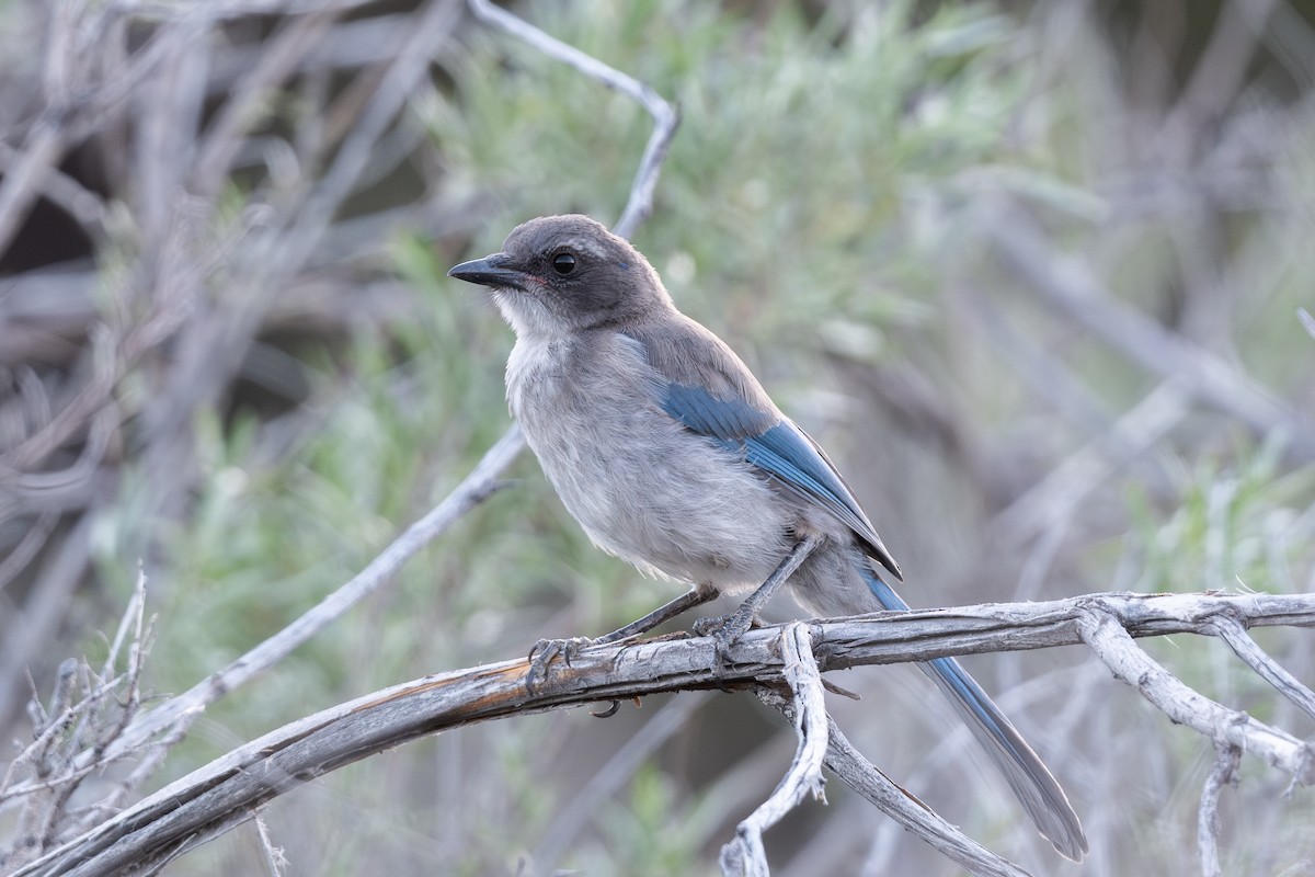 California Scrub-Jay - ML659712011