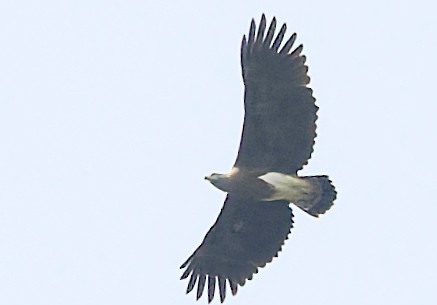 småelveørn - ML659713108