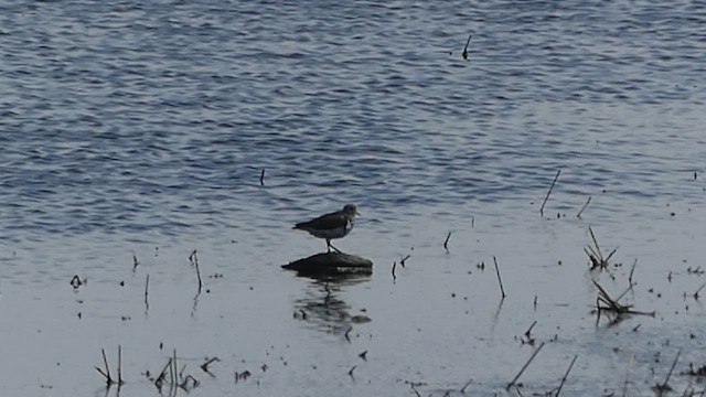 Drosseluferläufer - ML659713112