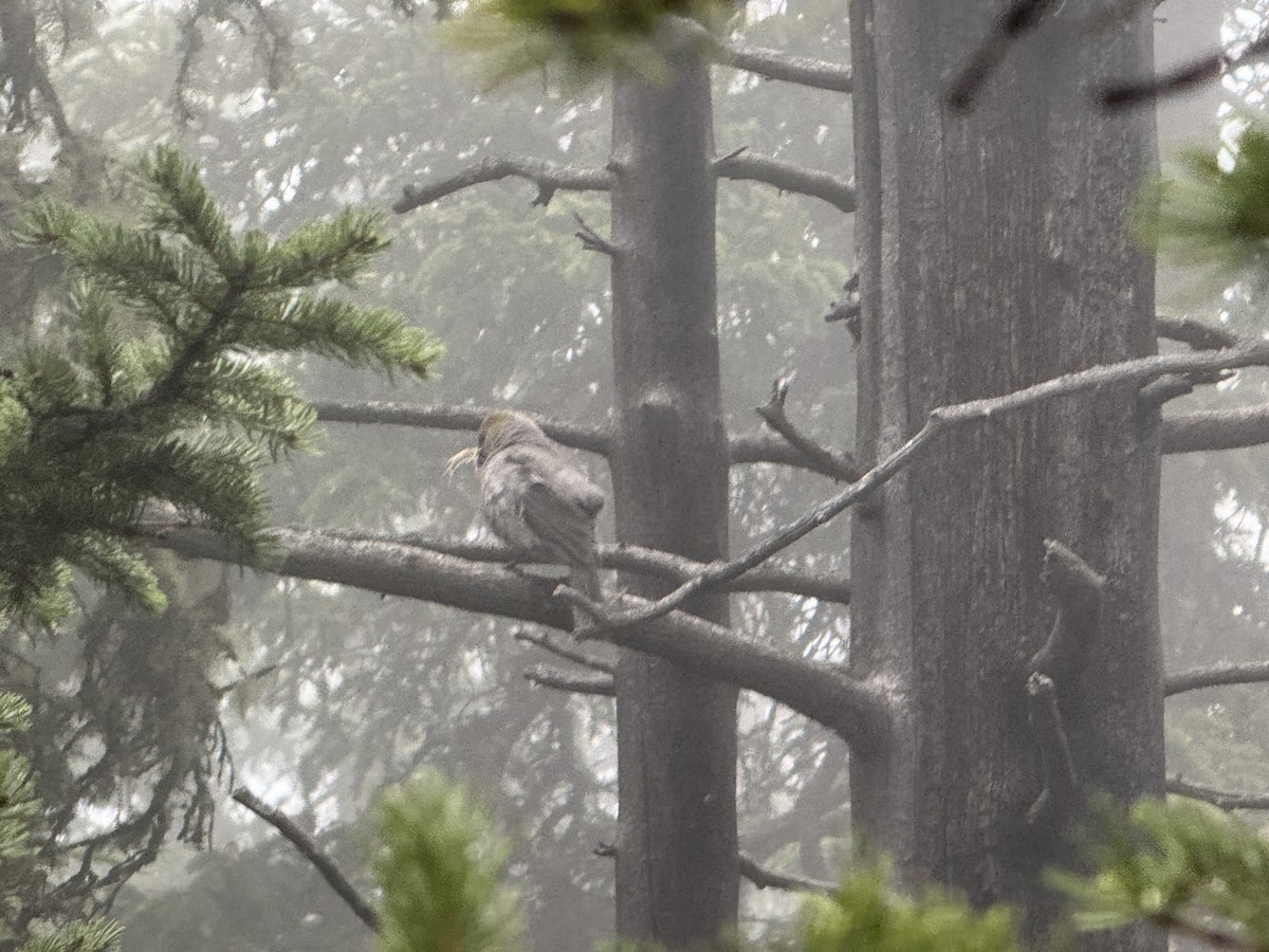 Pine Grosbeak (Rocky Mts.) - ML659714937