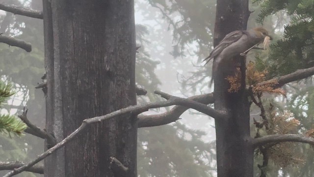 Pine Grosbeak (Rocky Mts.) - ML659715098
