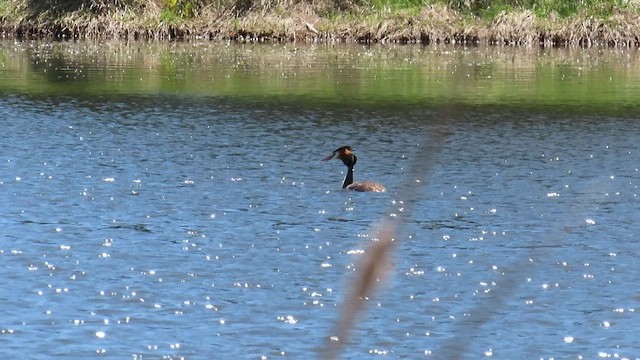 Great Crested Grebe - ML659716360