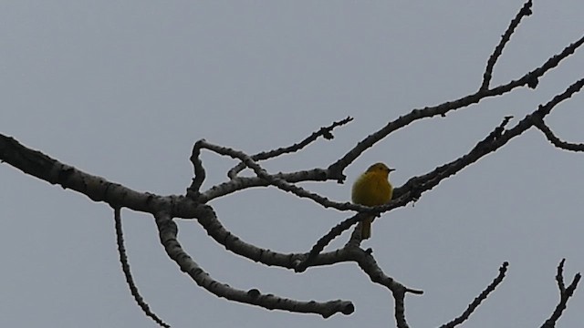 Goldwaldsänger - ML659716641