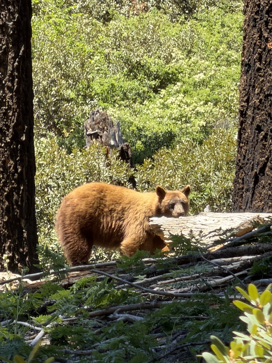 Animals - ML659716663