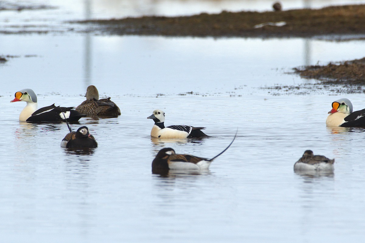 Steller's Eider - ML659716991