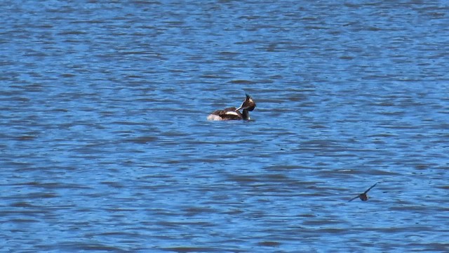 Great Crested Grebe - ML659717037
