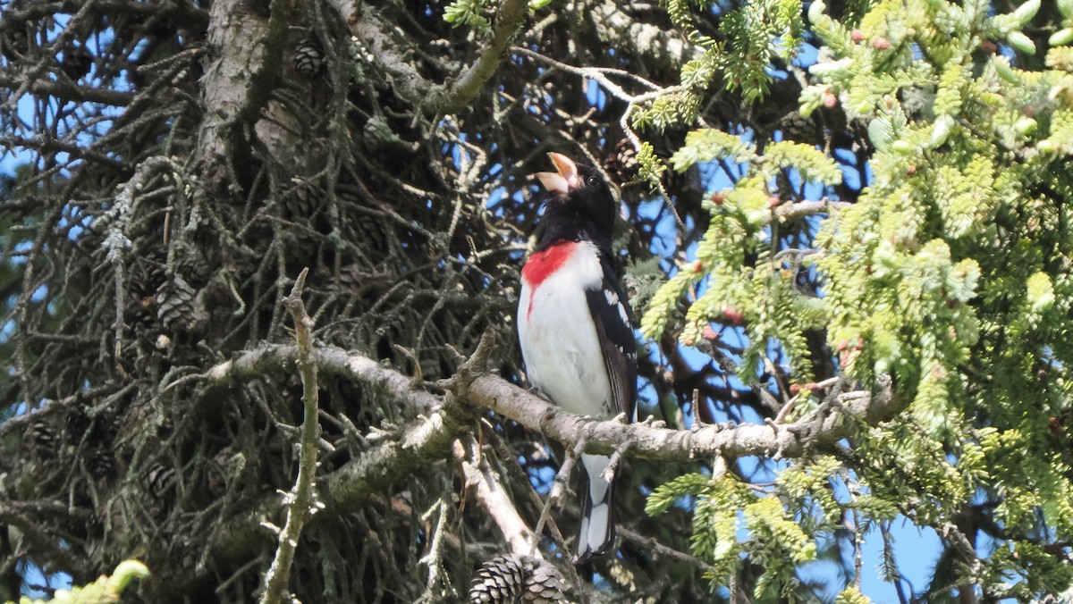 Rose-breasted Grosbeak - ML659719337